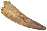 Fossil Spinosaurus Tooth - Real Dinosaur Tooth #373919-1